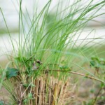 potential-health-benefits-of-vetiver-oil-in-aromatherapy,-according-to-an-expert