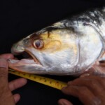 ‘ghost’-fish-feared-to-be-extinct-has-been-spotted-after-20-years