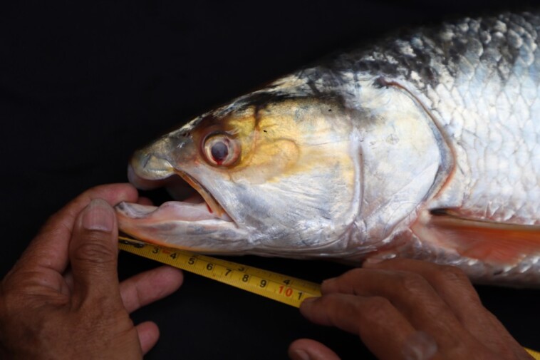 ‘ghost’-fish-feared-to-be-extinct-has-been-spotted-after-20-years