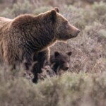 beloved-grand-teton-grizzly-bear-no.-399-fatally-struck-by-a-vehicle-in-wyoming