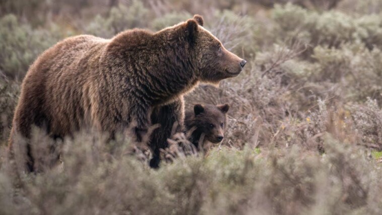 beloved-grand-teton-grizzly-bear-no.-399-fatally-struck-by-a-vehicle-in-wyoming