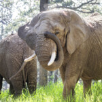 state’s-highest-court-may-decide-if-elephants-are-persons-under-the-law