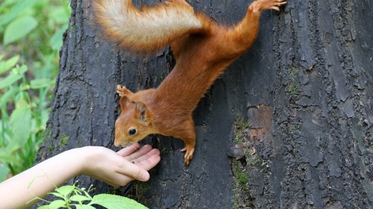 bubonic-plague-in-the-us:-do-you-need-to-worry-about-catching-the-rodent-borne-disease?