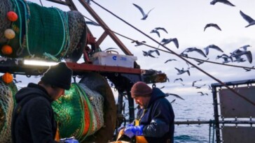 brexit-betrayal:-eu.-to-demand-fishing-rights-for-uk-waters