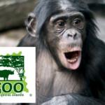 ape-bites-off-zoo-worker’s-thumb-at-feeding-time:-report