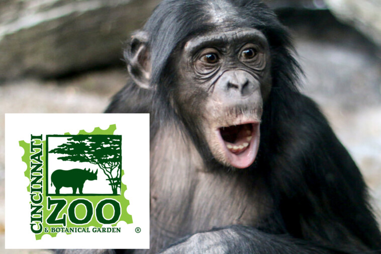 ape-bites-off-zoo-worker’s-thumb-at-feeding-time:-report