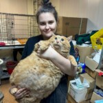 world’s-fattest-cat,-crumbs,-dies-weeks-after-going-to-a-feline-fat-camp