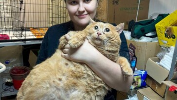 world’s-fattest-cat,-crumbs,-dies-weeks-after-going-to-a-feline-fat-camp