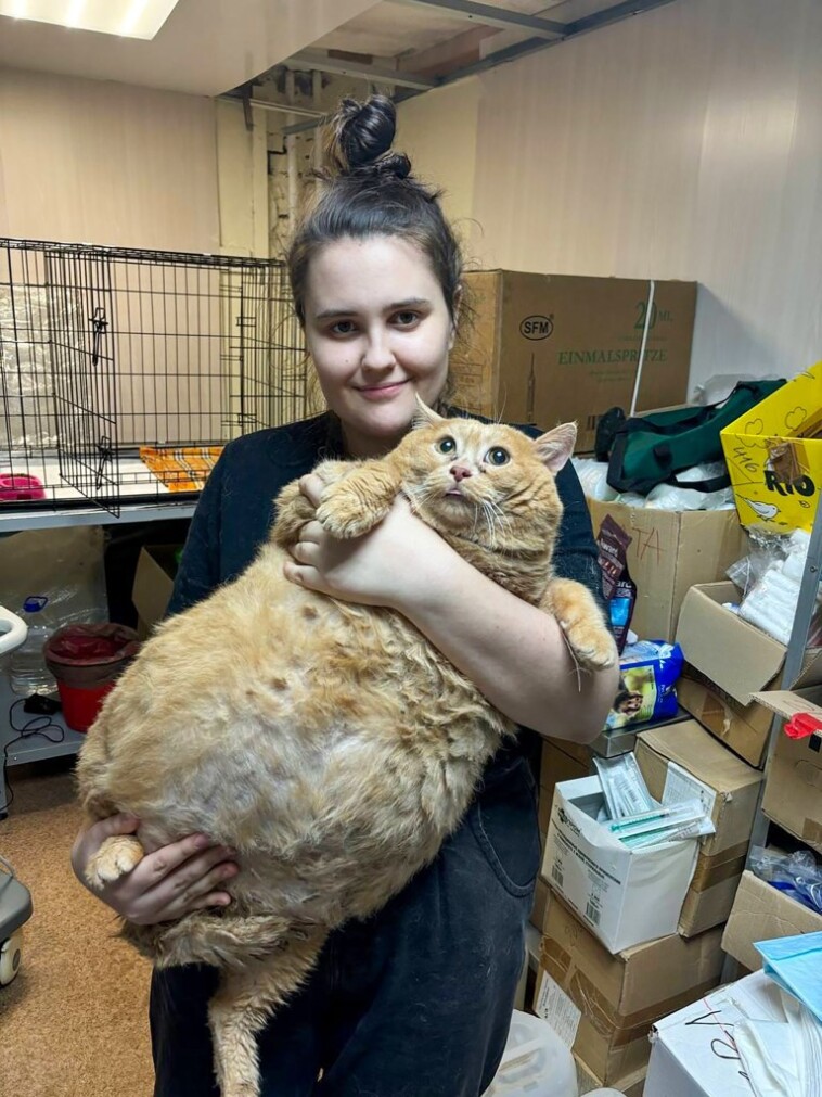 world’s-fattest-cat,-crumbs,-dies-weeks-after-going-to-a-feline-fat-camp