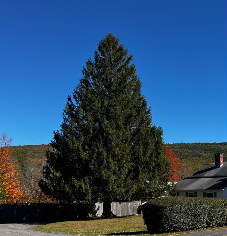 rockefeller-center-christmas-tree-unveiled:-70-year-old-norway-spruce-from-mass.-is-the-‘right-one’-for-30-rock