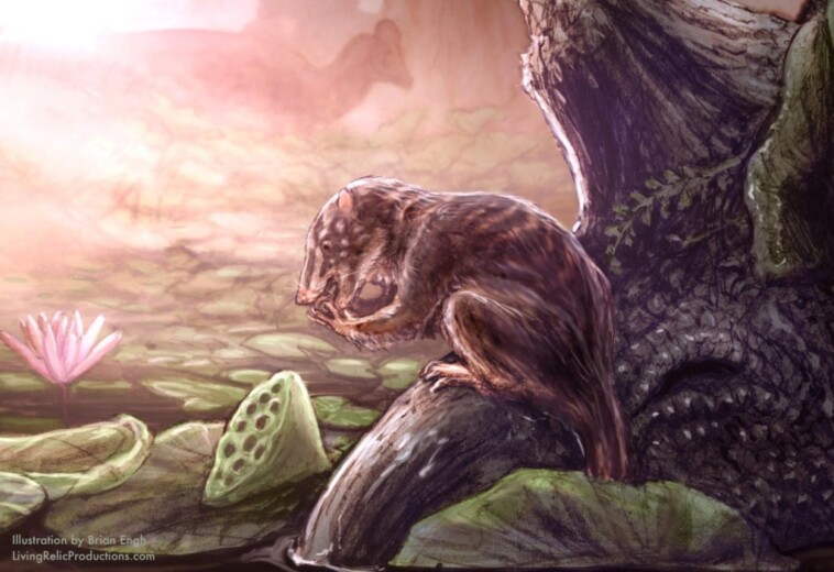 fossilized-remains-of-75-million-year-old-‘swamp-dweller’-discovered-in-colorado