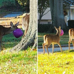 doe,-no!-deer-keep-getting-their-heads-stuck-in-plastic-halloween-pumpkin-buckets-in-ohio-neighborhood