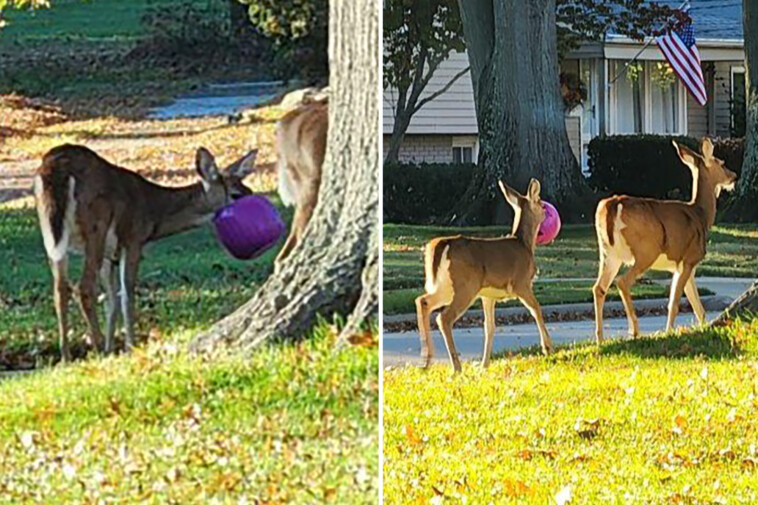 doe,-no!-deer-keep-getting-their-heads-stuck-in-plastic-halloween-pumpkin-buckets-in-ohio-neighborhood