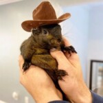 peanut-the-rescue-squirrel-seized-by-authorities,-will-soon-be-euthanized