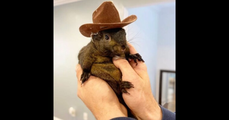 peanut-the-rescue-squirrel-seized-by-authorities,-will-soon-be-euthanized