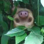 sloths-may-die-out-due-to-climate-change,-upsetting-study-reveals