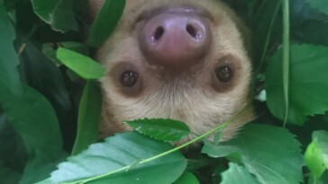 sloths-may-die-out-due-to-climate-change,-upsetting-study-reveals