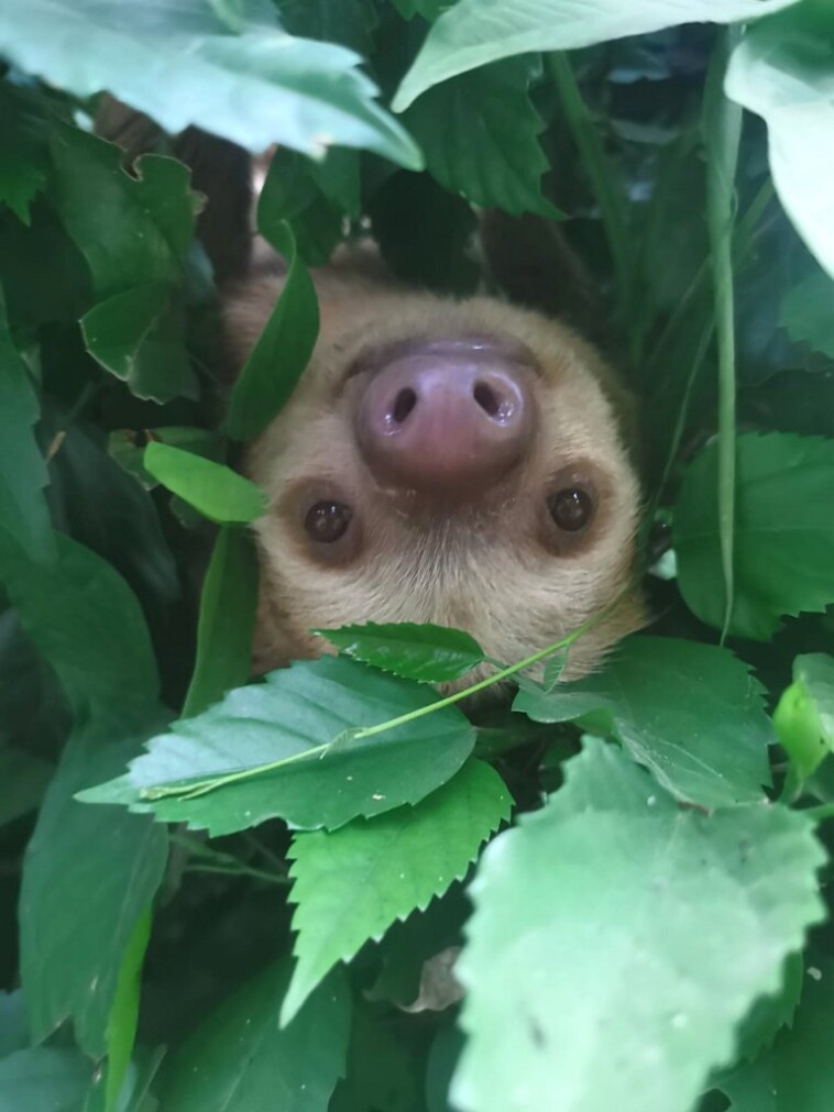 sloths-may-die-out-due-to-climate-change,-upsetting-study-reveals