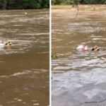 amazing-rescue-in-north-carolina-–-local-hero-jumps-in-raging-flood-waters-to-rescue-elderly-woman-who-was-swept-away-by-the-current-–-must-see-video