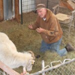 montana-rancher-gets-6-months-in-prison-for-cloning-giant-sheep-and-breeding-it