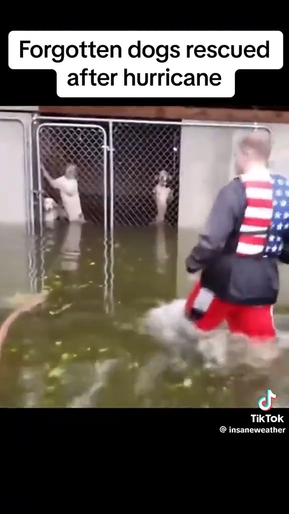 heartbreaking-footage-shows-heroic-rescues-of-animals-across-hurricane-helene’s-destruction-—-as-shelters-across-the-country-step-in-to-help