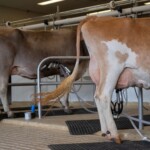 two-california-dairy-workers-infected-with-bird-flu,-latest-human-cases-in-us