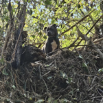 tennessee-dog-trapped-in-tree-rescued-3-days-after-helene-floods