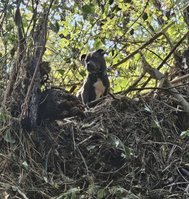 tennessee-dog-trapped-in-tree-rescued-3-days-after-helene-floods