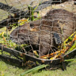 san-francisco-is-being-invaded-by-‘wildly-destructive’-20-pound-rodents-that-reproduce-at-‘prolific-rate’