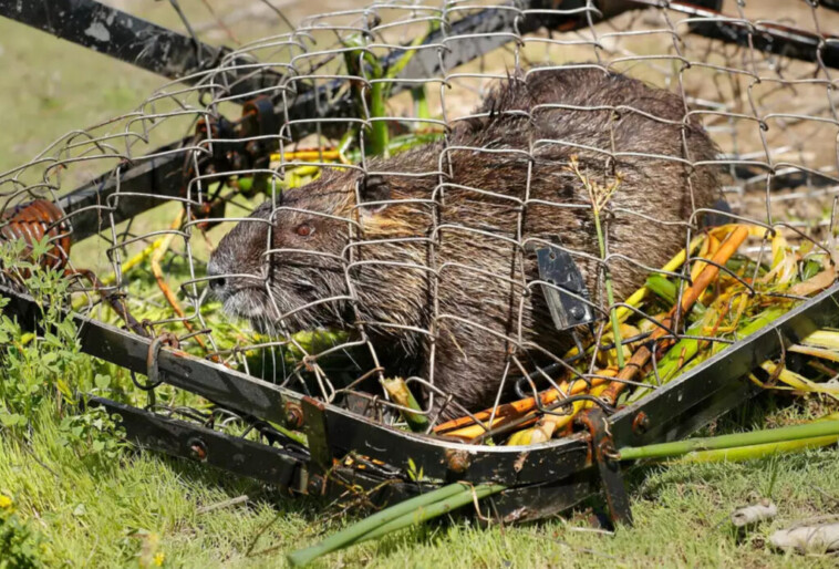 san-francisco-is-being-invaded-by-‘wildly-destructive’-20-pound-rodents-that-reproduce-at-‘prolific-rate’