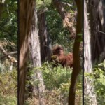 bigfoot-sighting?-video-shows-hiker-running-away-from-creature,-but-it-doesn’t-tell-the-full-story