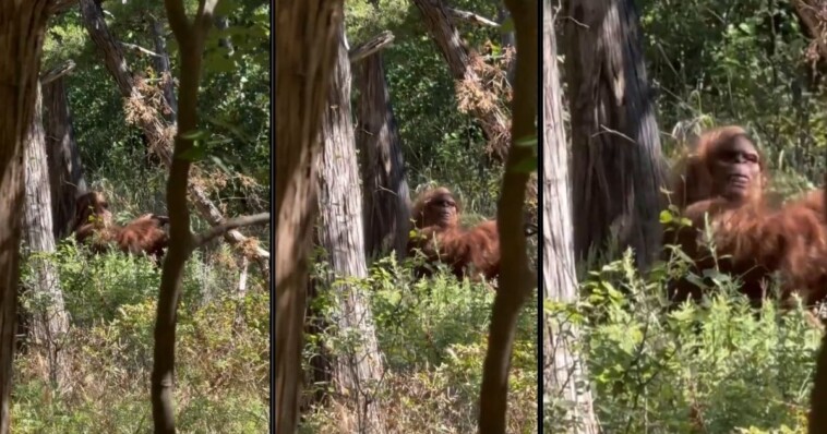 bigfoot-sighting?-video-shows-hiker-running-away-from-creature,-but-it-doesn’t-tell-the-full-story