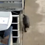 mom,-young-son-run-from-crazed-otter-who-nearly-drowned-boy-at-washington-state-marina,-startling-new-footage-shows