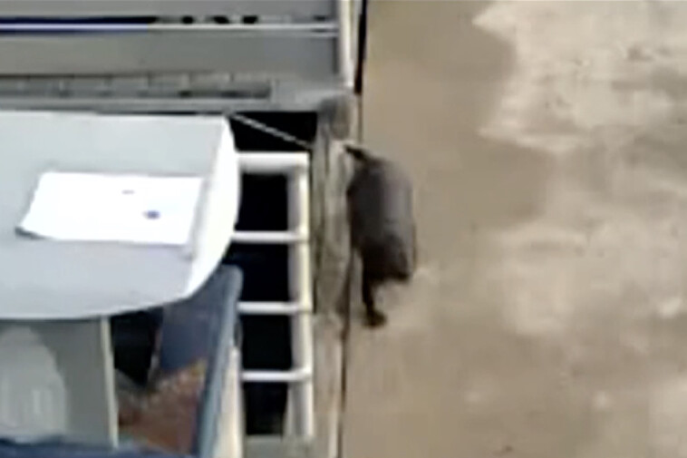 mom,-young-son-run-from-crazed-otter-who-nearly-drowned-boy-at-washington-state-marina,-startling-new-footage-shows