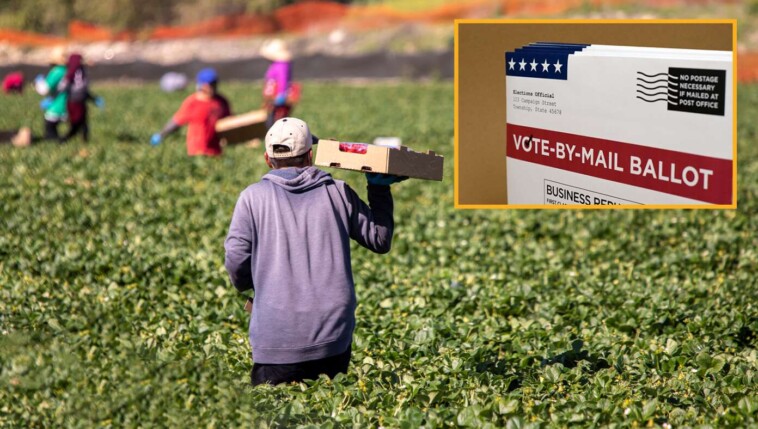 thousands-of-migrant-farmworkers-head-north-in-preparation-for-the-democrat-ballot-harvest