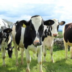 peter-sweden:-unreal-danish-carbon-tax-on-cows