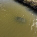 passerby-saves-woman-trapped-in-sinking-car-after-she-drove-into-texas-canal