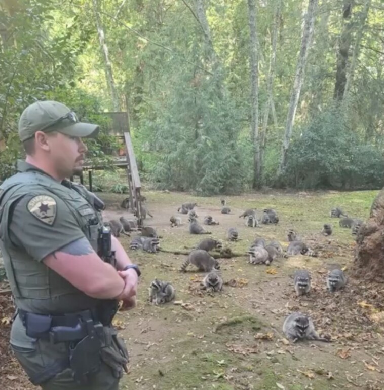 homeowner-calls-cops-after-yard-taken-over-by-more-than-100-raccoons-‘demanding-food’:-‘this-was-a-first’