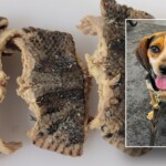 cbp-beagle-sniffs-out-bag-carrying-over-2-pounds-of-snake-meat-at-virginia-airport