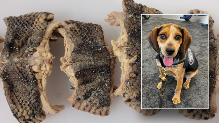 cbp-beagle-sniffs-out-bag-carrying-over-2-pounds-of-snake-meat-at-virginia-airport