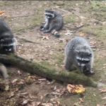 washington-state-woman’s-yard-invaded-by-more-than-100-raccoons-after-3-decades-of-feeding-them