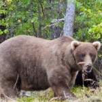 grazer-beats-the-behemoth-that-killed-her-cub-to-win-alaska’s-fat-bear-contest