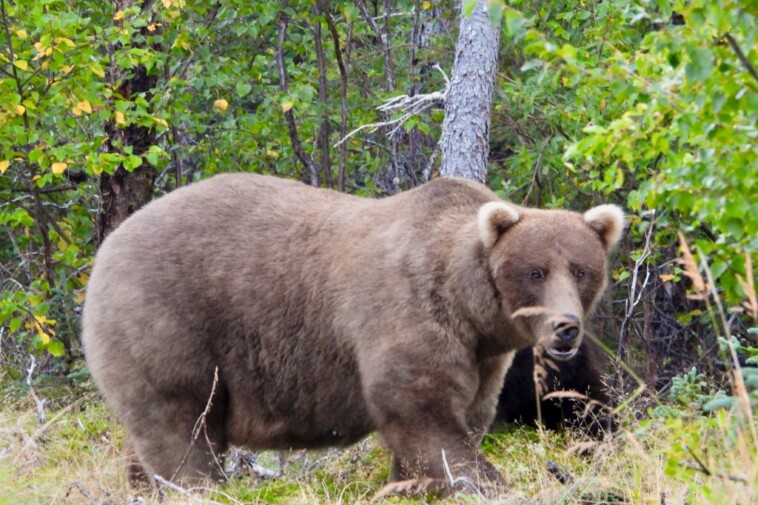 grazer-beats-the-behemoth-that-killed-her-cub-to-win-alaska’s-fat-bear-contest