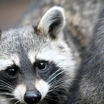 watch:-washington-woman’s-home-mobbed-by-100-raccoons