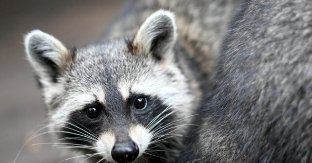 watch:-washington-woman’s-home-mobbed-by-100-raccoons