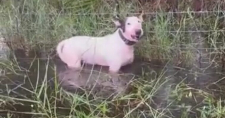 hurricane-milton:-abandoned-dog-tied-to-fence-pole-rescued-by-florida-highway-patrol