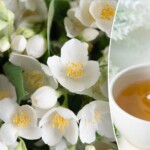 jasmine-herbs’-surprising-benefits-when-added-to-health-routines-in-the-form-of-oil,-in-tea-and-more