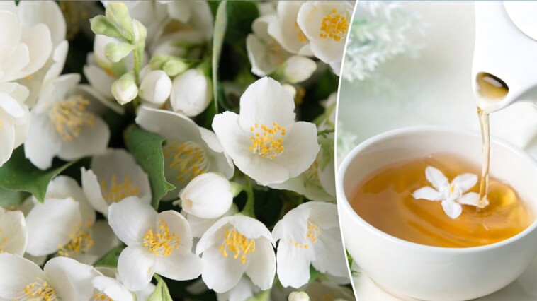 jasmine-herbs’-surprising-benefits-when-added-to-health-routines-in-the-form-of-oil,-in-tea-and-more