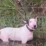 watch:-tampa-officers-save-abandoned-dog-tied-to-pole-ahead-of-hurricane-milton