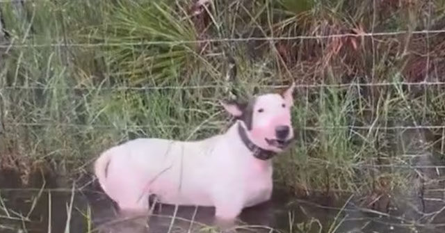 watch:-tampa-officers-save-abandoned-dog-tied-to-pole-ahead-of-hurricane-milton